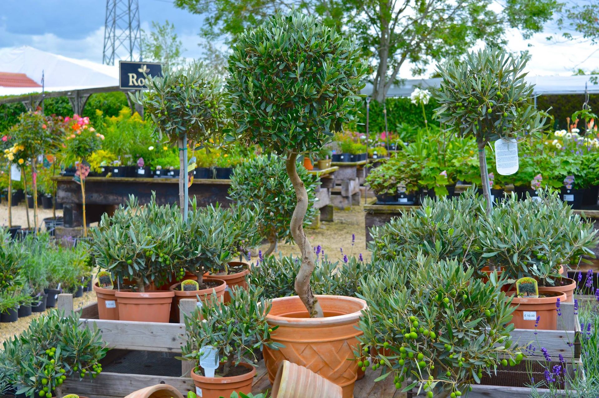 Lowden Garden Centre Gifts Florists Plants Trees Hardware