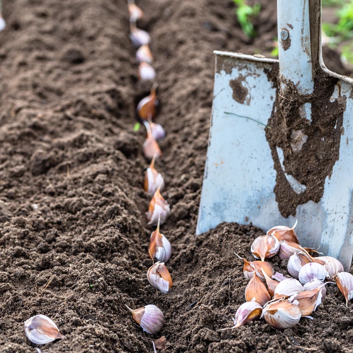 Read more about the article A Simple Guide to Planting Autumn Garlic​