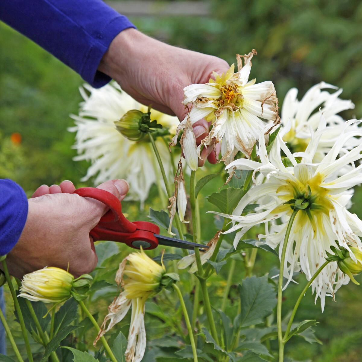 Read more about the article September in the Garden